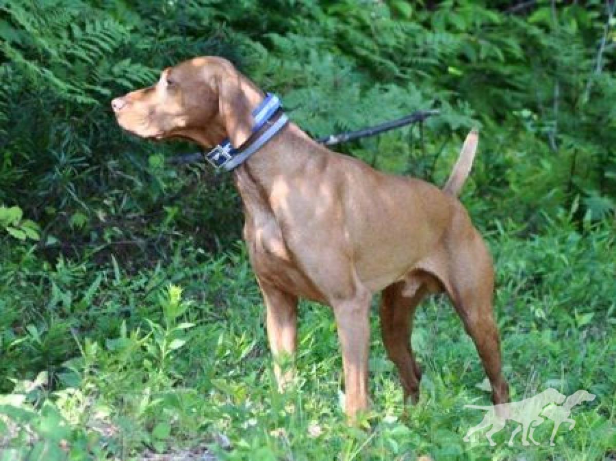 Broad Run's Fire Red Warrior