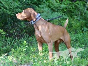 Broad Run's Fire Red Warrior