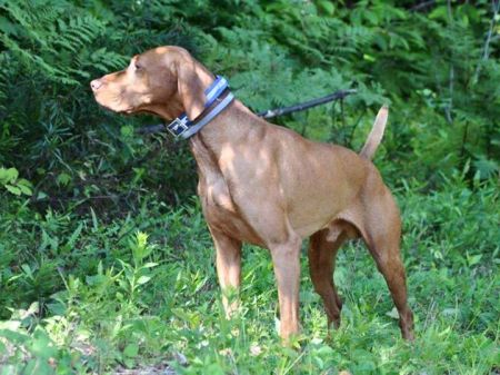 Broad Run's Fire Red Warrior