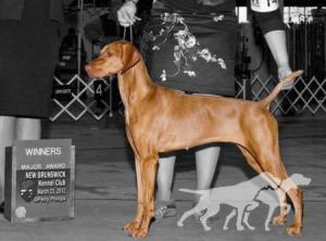 Broad Run's Ottilie Of Red Oak