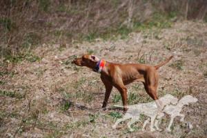Broad Run's Ottilie Of Red Oak