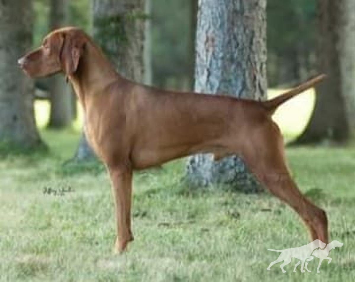 Artisan Grouse Point Pink Panther
