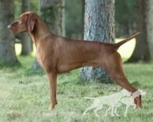 Artisan Grouse Point Pink Panther