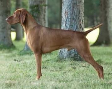 Artisan Grouse Point Pink Panther