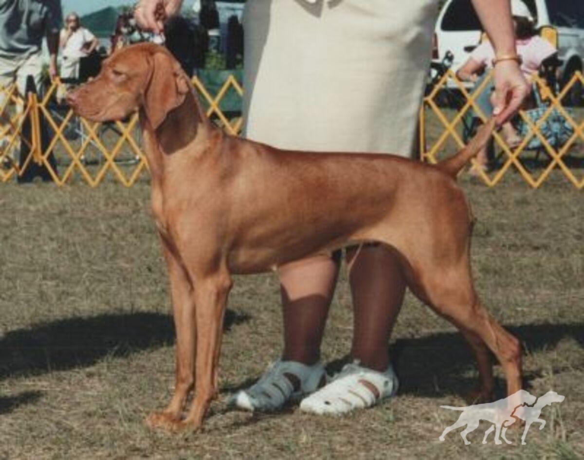 Solaris Zerlina