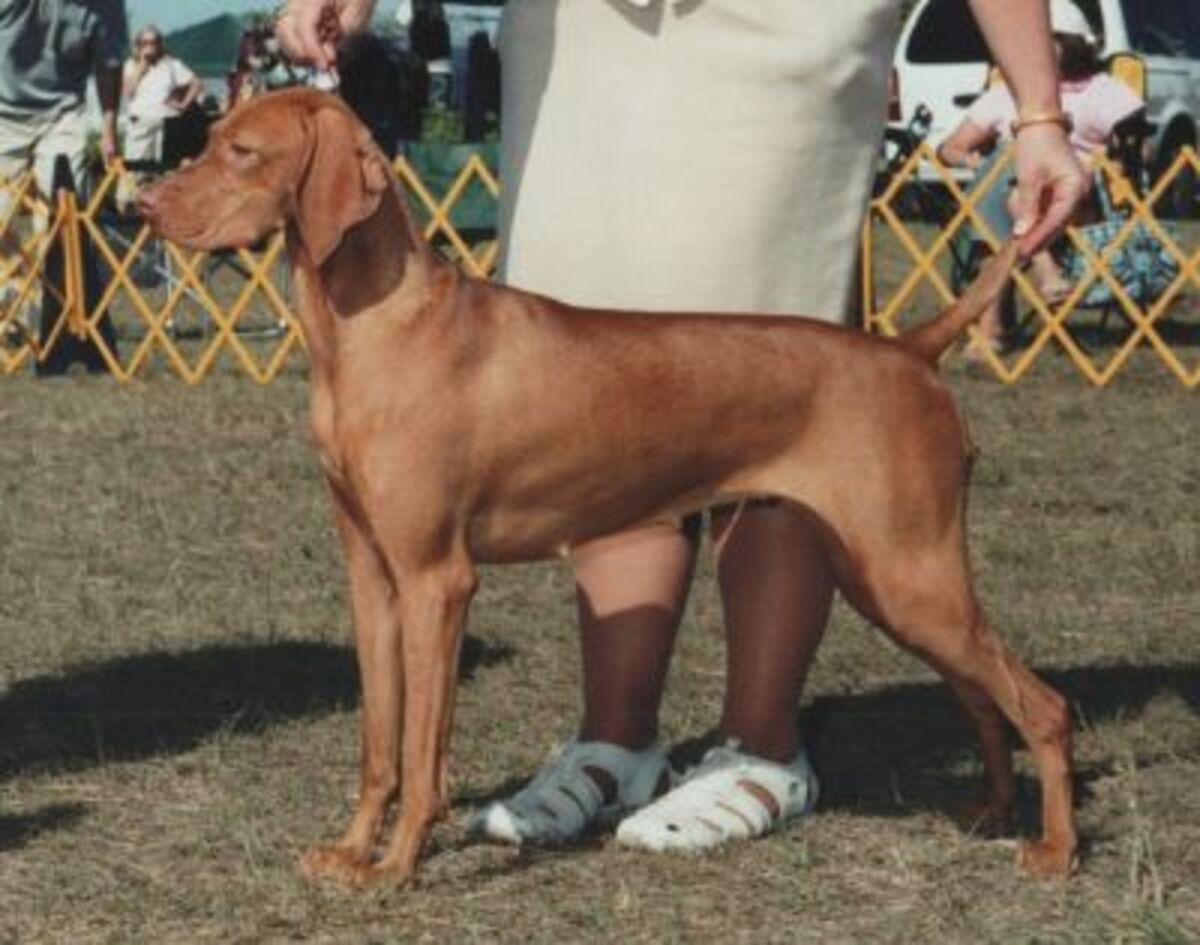 Solaris Zerlina