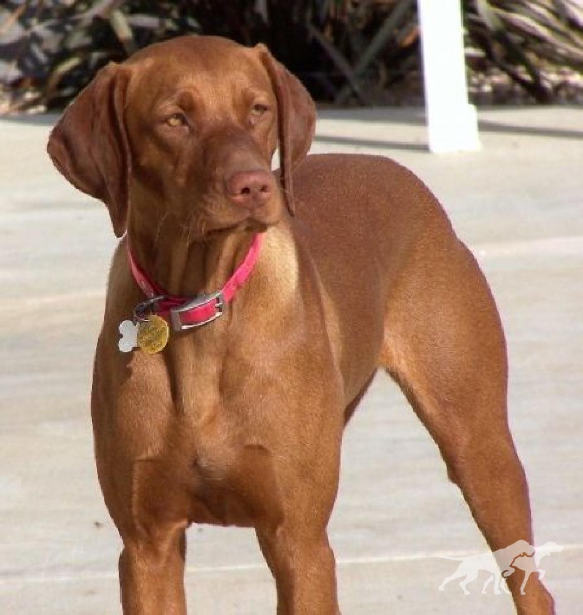 Reddog Ranch Rayah Sunshine