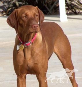 Reddog Ranch Rayah Sunshine