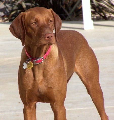 Reddog Ranch Rayah Sunshine