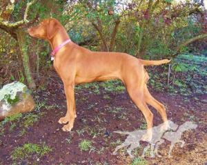 Reddog Ranch Rayah Sunshine