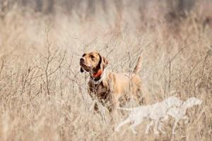 Martinsen's Lil Pheasant Popper