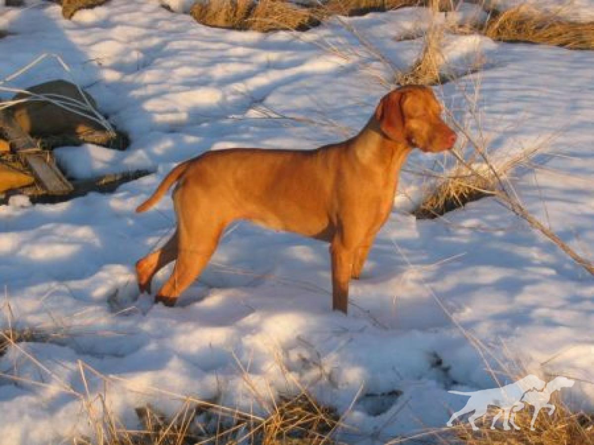 Benchmark Bella Of The Ball