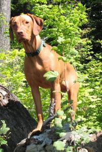 Jaybren's High Country Jasper