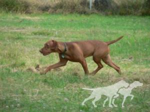 Jaybren's High Country Jasper