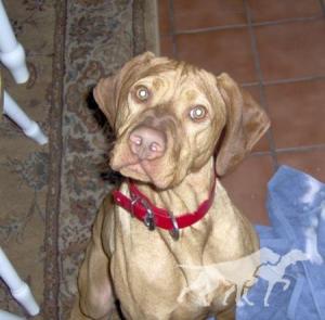 Shiloh's Ecclesiastes