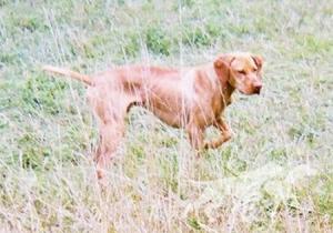 Shiloh's Ecclesiastes