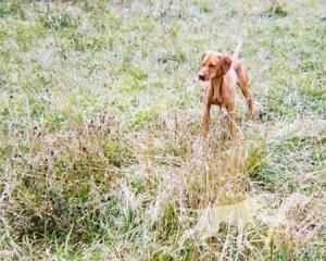 Shiloh's Ecclesiastes