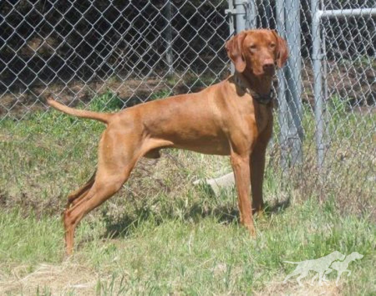 Reddog Ranch Lion Of Judah