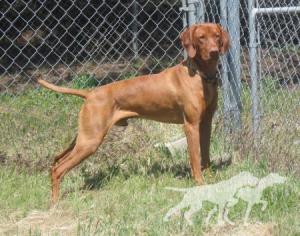 Reddog Ranch Lion Of Judah