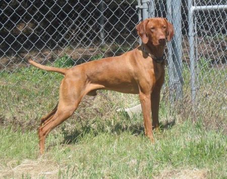 Reddog Ranch Lion Of Judah
