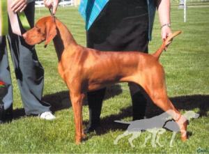 Russet Leather Surprise Attack