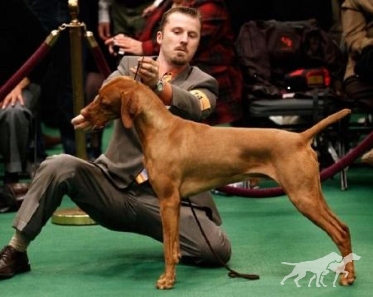 Starr-Point's Celtic Red