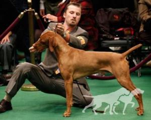 Starr-Point's Celtic Red