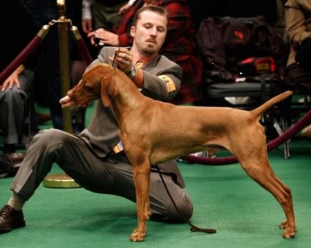 Starr-Point's Celtic Red