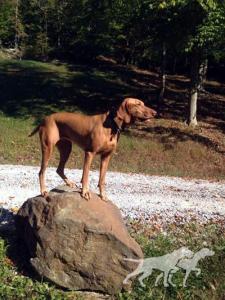 Vizshills Copper Cassie Osborne