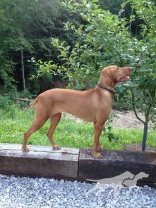Vizshills Copper Cassie Osborne
