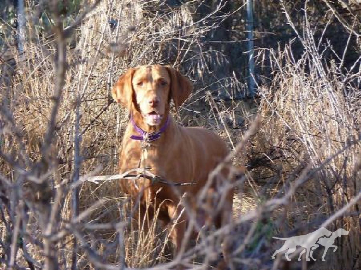 Reddog Ranch Mariah
