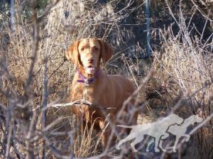 Reddog Ranch Mariah