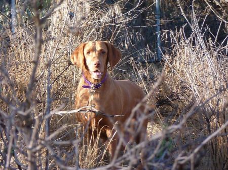 Reddog Ranch Mariah