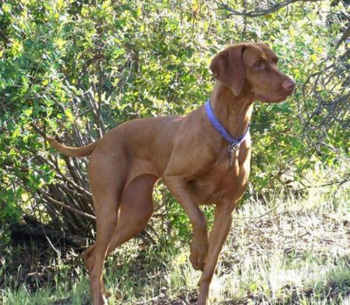 Reddog Ranch Rockymtn Sonshine