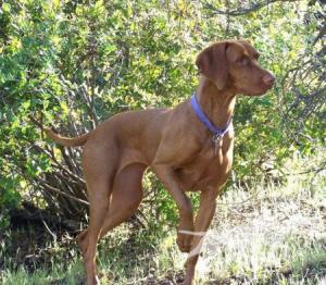 Reddog Ranch Rockymtn Sonshine