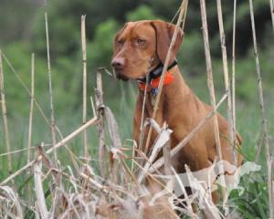 Penn-Woods Red Angus