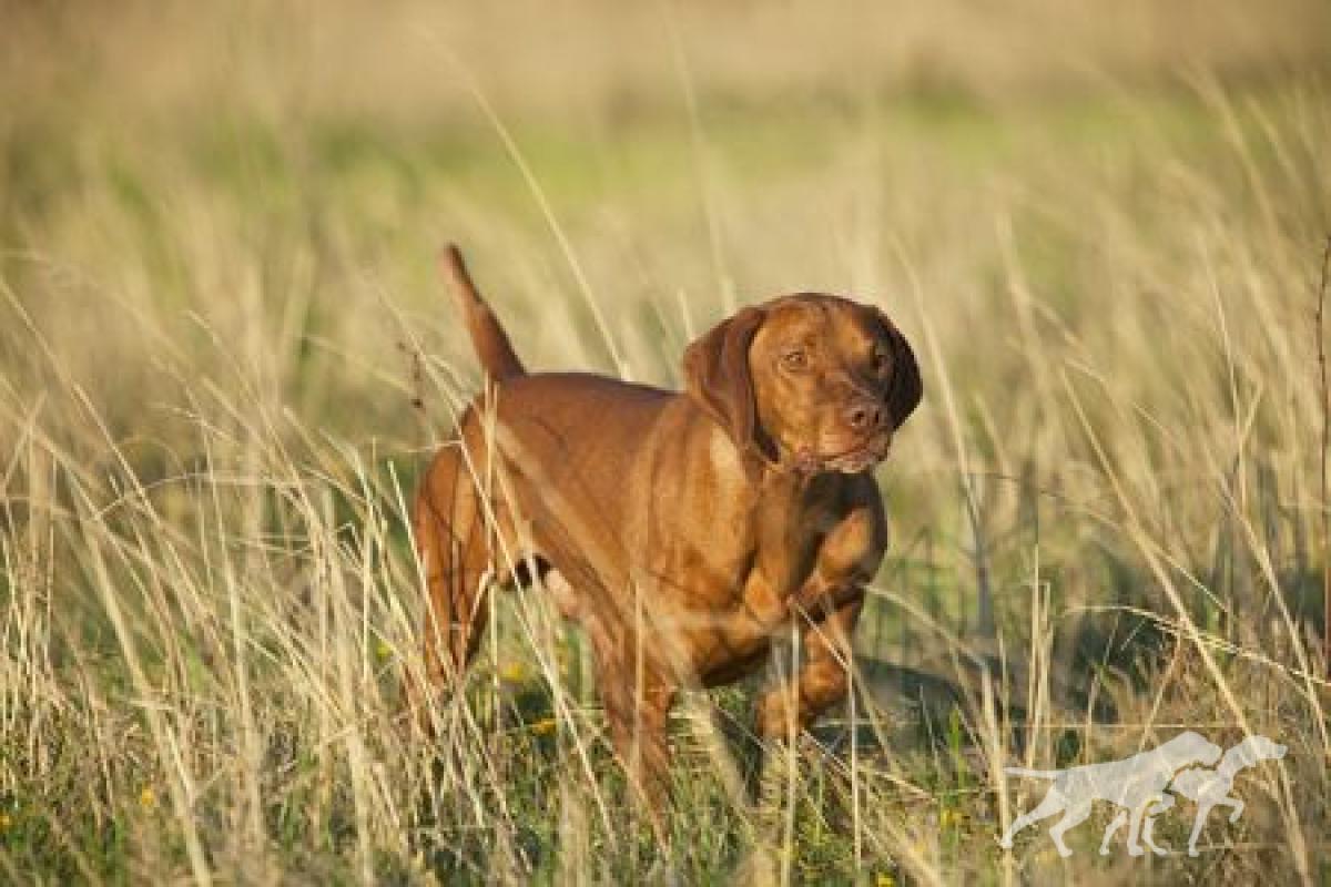 Drycreek's Tommy By Tommy