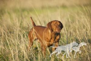 Drycreek's Tommy By Tommy