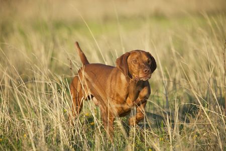 Drycreek's Tommy By Tommy