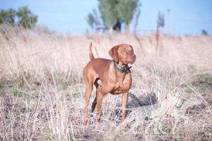 Drycreek's Tommy By Tommy