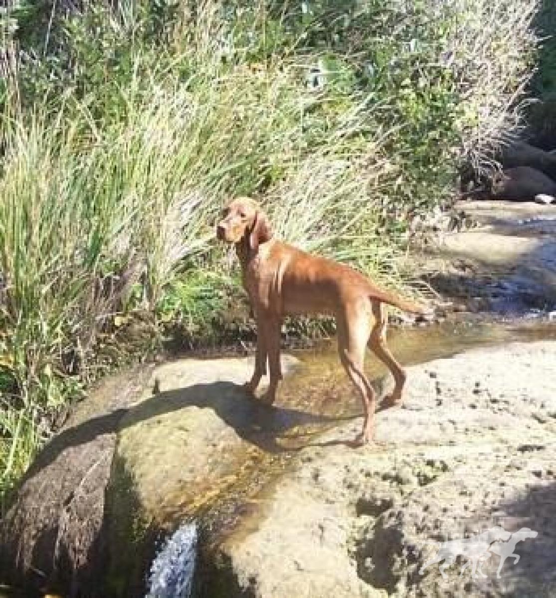 Walter's Sweet Georgia Brown