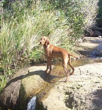 Walter's Sweet Georgia Brown