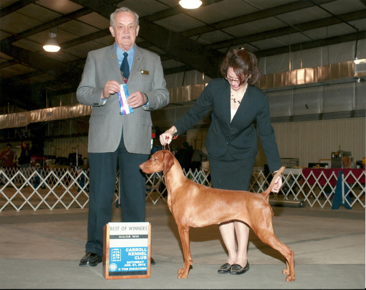 Brittania N Opus One's Last Fling With Ding