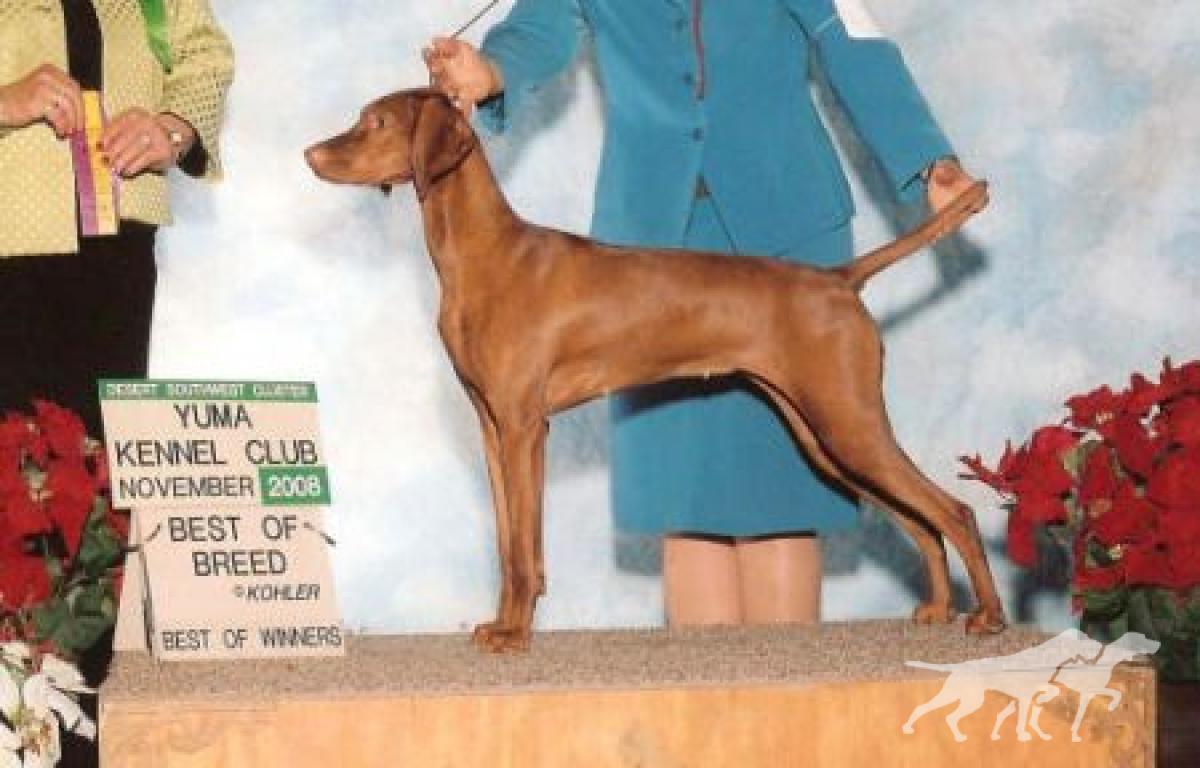 Cameo's Wild Gypsy Of Seville