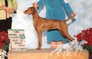 Cameo's Wild Gypsy Of Seville