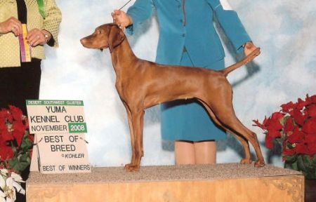 Cameo's Wild Gypsy Of Seville