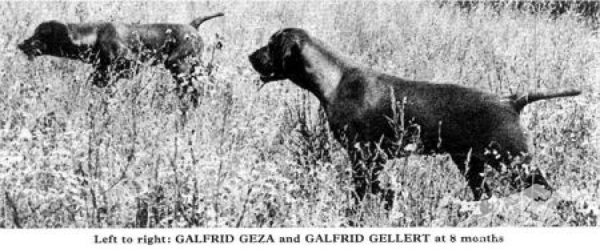 Galfrid Geza