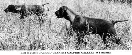 Galfrid Geza