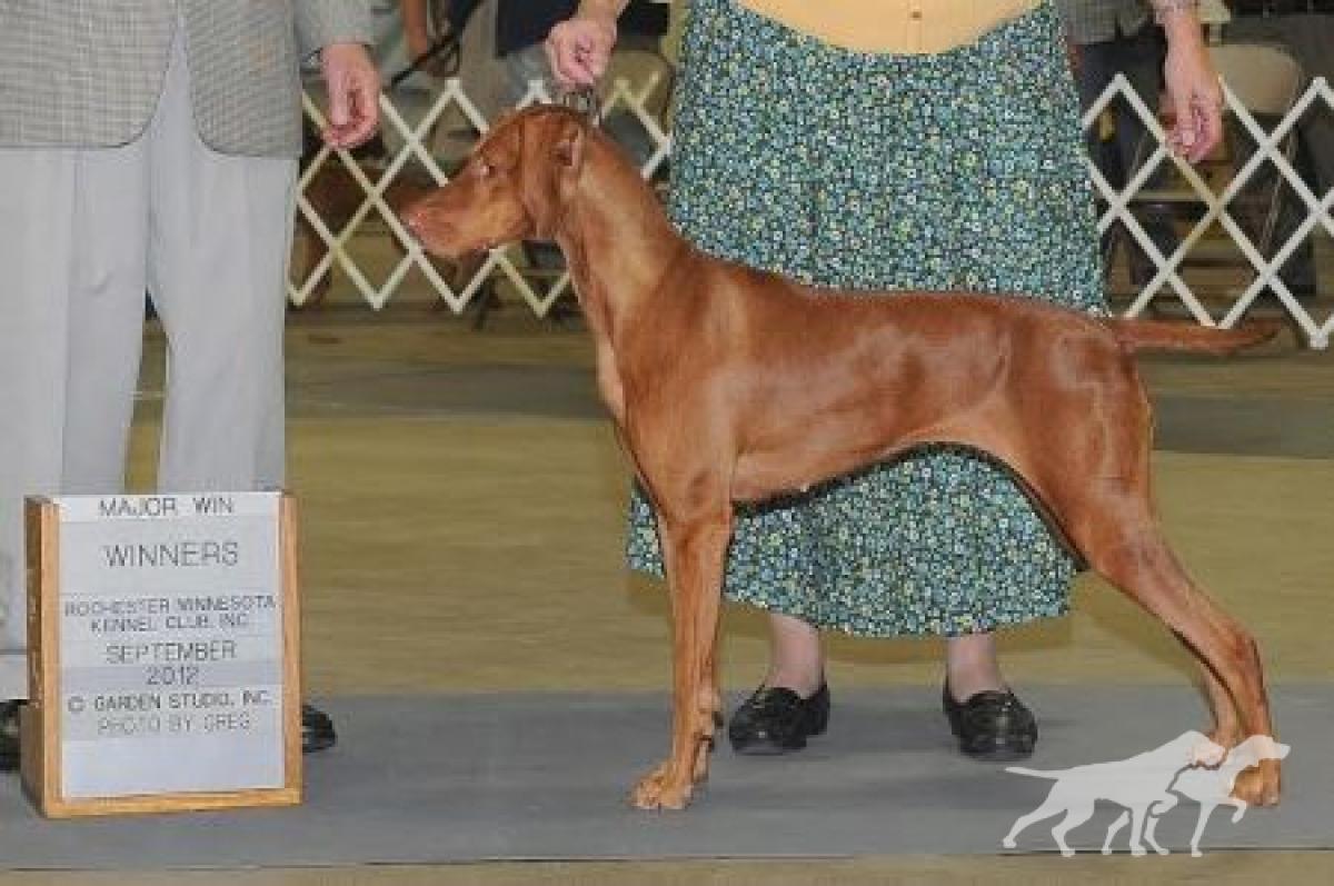 Everedi's Layla Of Red Dogwood