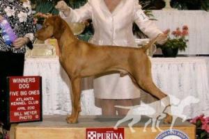 Tivoliz Expert Witness